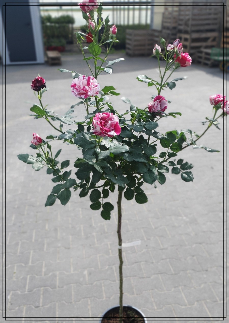 New Imagine róże pienne